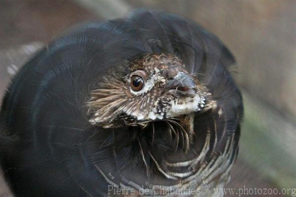 Ruffed grouse *