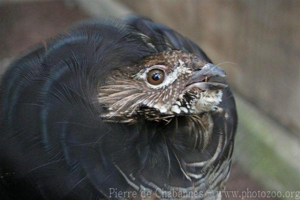 Ruffed grouse *