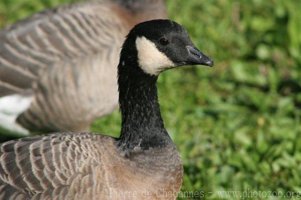 Cackling goose