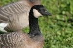 Cackling goose