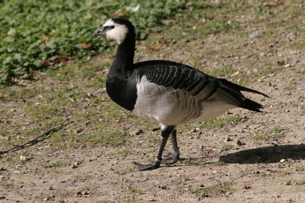 Barnacle goose