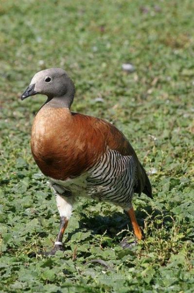 Ashy-headed goose *