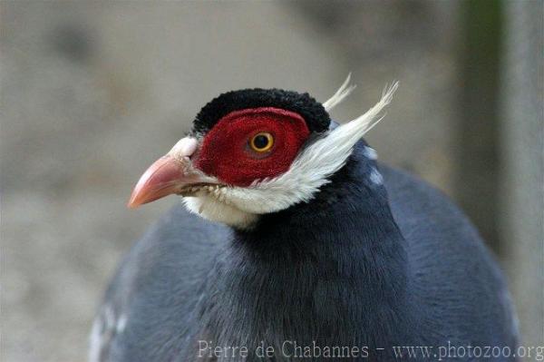 Blue eared-pheasant