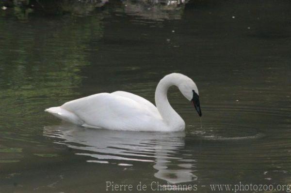 Trumpeter swan