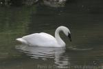 Trumpeter swan