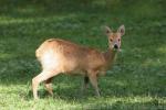 Chinese water deer