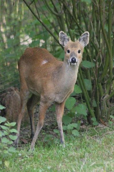 Chinese water deer