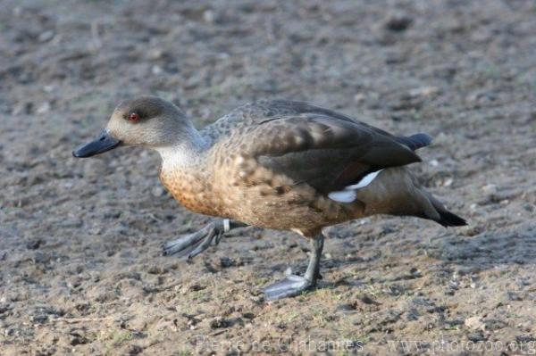 Crested duck