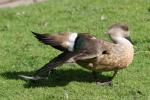 Crested duck