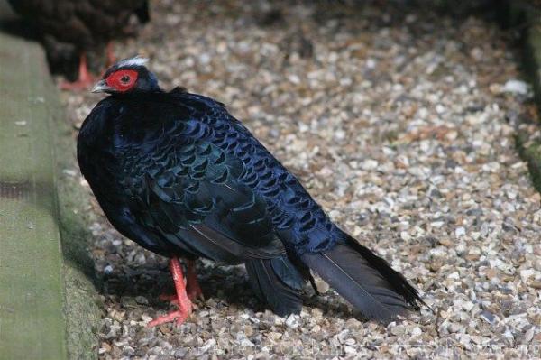 Edward's pheasant