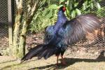 Imperial pheasant