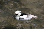 Smew