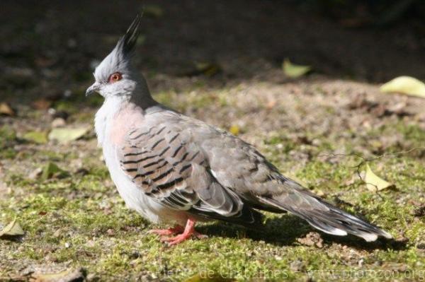 Crested pigeon