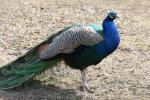 Indian peafowl