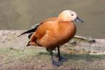 Ruddy shelduck