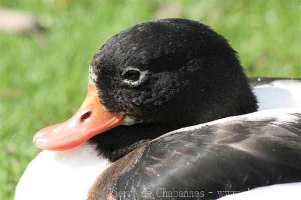 Common shelduck