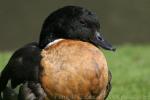 Australian shelduck