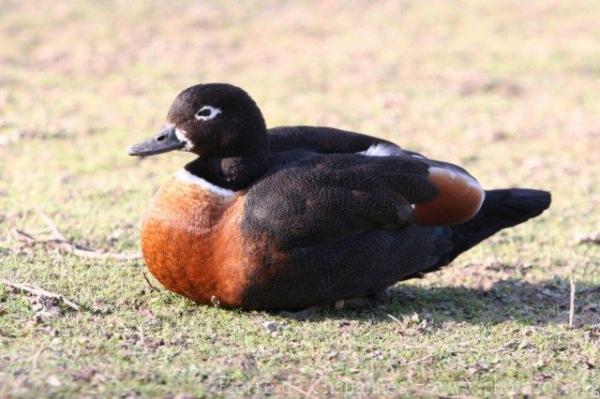 Australian shelduck