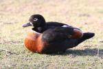 Australian shelduck