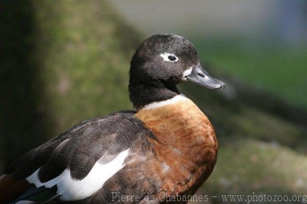 Australian shelduck