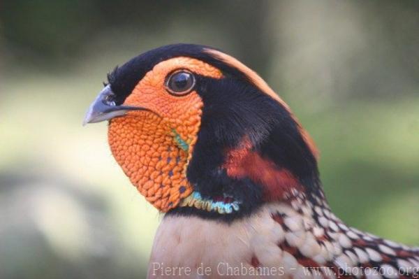 Cabot's tragopan