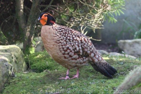 Cabot's tragopan