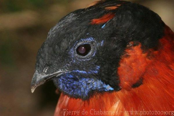 Satyr tragopan