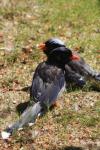 Red-billed blue magpie