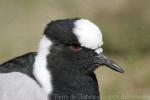 Blacksmith lapwing