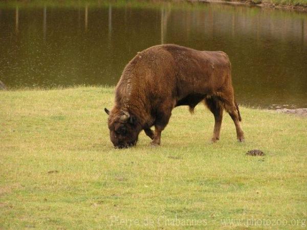 Wisent