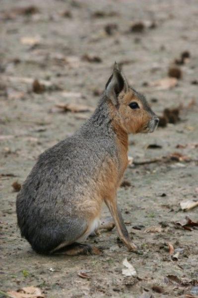 Patagonian mara