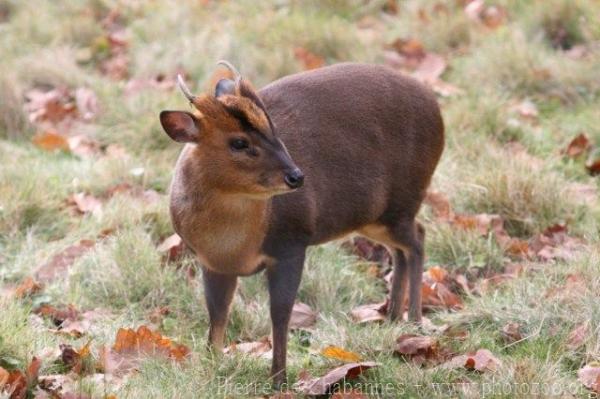 Reeve's muntjac