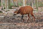 Eastern bongo