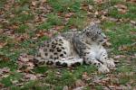 Snow leopard