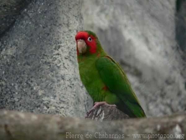 Mitred parakeet *