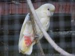 Philippine cockatoo