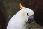 Citron-crested cockatoo