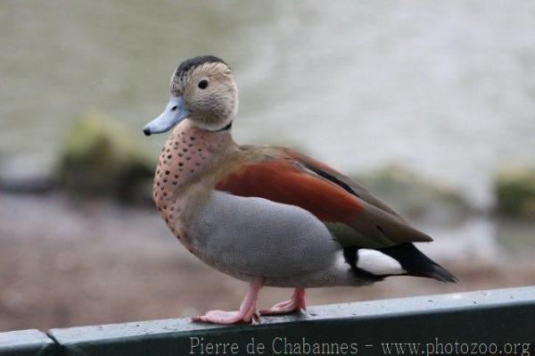 Ringed teal