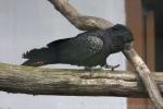 Red-tailed black-cockatoo