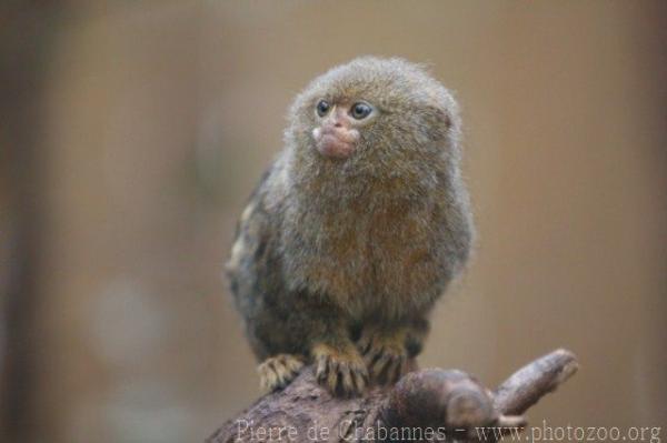 Pygmy marmoset