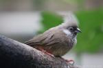 Speckled mousebird