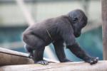 Western lowland gorilla