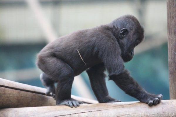 Western lowland gorilla