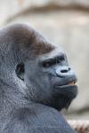 Western lowland gorilla