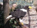 Steller's sea-eagle