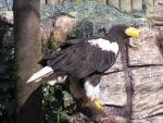 Steller's sea-eagle