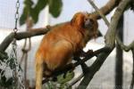 Golden lion tamarin