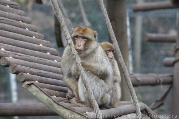 Barbary macaque