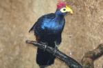 Ross's turaco