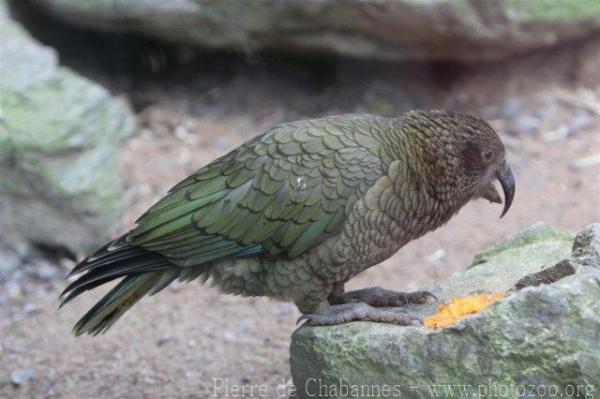 Kea